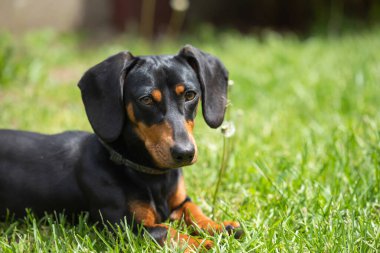 Yeşil çimlerde bir dachshund köpeğinin güzel bahar portresi.