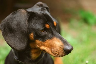 Yeşil çimlerde bir dachshund köpeğinin güzel bahar portresi.