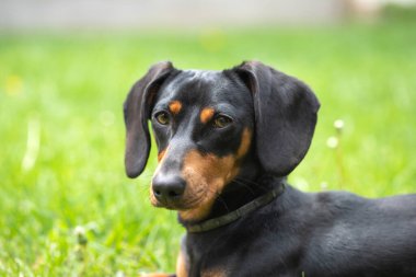 Yeşil çimlerde bir dachshund köpeğinin güzel bahar portresi.