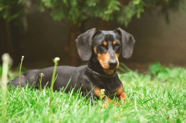 Yeşil çimlerde bir dachshund köpeğinin güzel bahar portresi.