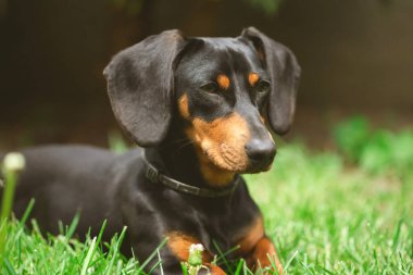 Yeşil çimlerde bir dachshund köpeğinin güzel bahar portresi.
