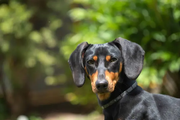 Άνοιξη Πορτρέτο Της Όμορφης Ένα Σκυλί Dachshund Πράσινο Γρασίδι Εικόνα Αρχείου