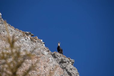 Romanya 'nın Ceahlau dağlarındaki karlı dağın tepesinde yaban güveci ve kara keçi.