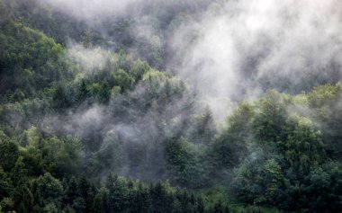 Ormandaki sise sarılmış evanesans atmosferi. Köknar ormanlı sisli dağ manzarası.