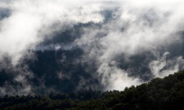 Ormandaki sise sarılmış evanesans atmosferi. Köknar ormanlı sisli dağ manzarası.