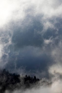 Ormandaki sise sarılmış evanesans atmosferi. Köknar ormanlı sisli dağ manzarası.