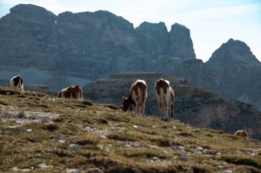 İtalya 'nın Dolomitler bölgesindeki Tre Cime di Lavaredo' da mavi gökyüzünün altında yeşil çimenler altında otlayan inek sürüsü ile Idyllic manzarası.