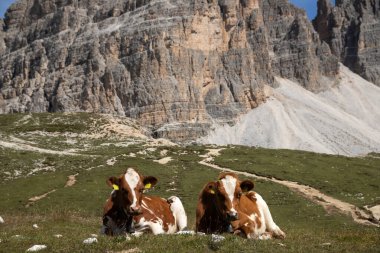 İtalya 'nın Dolomitler bölgesindeki Tre Cime di Lavaredo' da mavi gökyüzünün altında yeşil çimenler altında otlayan inek sürüsü ile Idyllic manzarası.