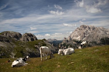 İtalya 'nın Dolomitler bölgesindeki Tre Cime di Lavaredo' da mavi gökyüzünün altında yeşil çimenler altında otlayan inek sürüsü ile Idyllic manzarası.