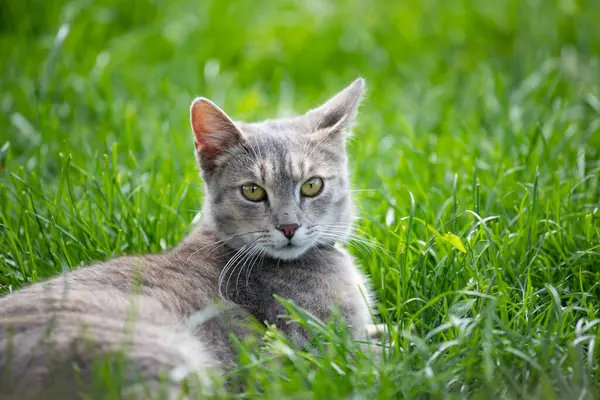 Γκρίζα Γάτα Στο Πράσινο Γρασίδι Του Γκαζόν Φροντίδα Ζώων Royalty Free Εικόνες Αρχείου