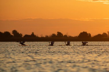 Dilsiz Kuğular büyü içinde, Romanya 'nın Tuna deltasında turuncu gün batımı