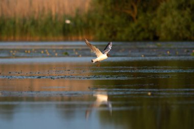 Karabaş martı (Chroicocephalus ridibundus) Danube Delta, Romanya