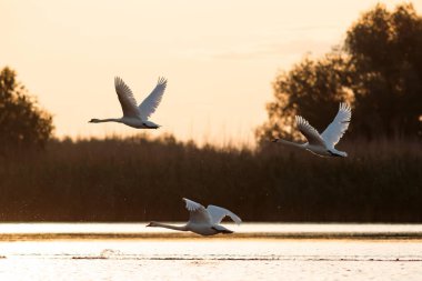 Romanya 'nın Tuna deltasındaki suyun üzerinde uçan Dilsiz Kuğular