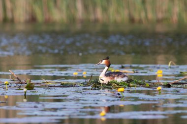 Romanya 'nın Tuna Deltası' nın sularındaki yuvasında oturan büyük ibikli yunus (Podiceps kristali)