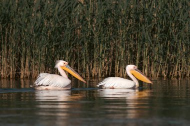 Romanya 'nın Tuna Deltası' ndaki Pelikan kolonisi