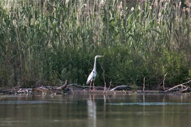 Büyük bir kuş türü olan gri balıkçıl, Tuna Deltası bölgesinde bulunur.