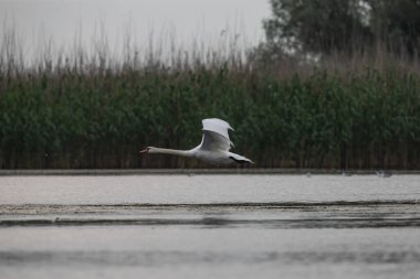 Romanya 'nın Tuna deltasındaki suyun üzerinde uçan Dilsiz Kuğu
