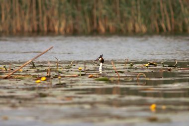 Romanya 'nın Tuna Deltası' nın sularındaki yuvasında oturan büyük ibikli yunus (Podiceps kristali)