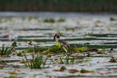 Romanya 'nın Tuna Deltası' nın sularındaki yuvasında oturan büyük ibikli yunus (Podiceps kristali)