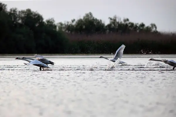 루마니아의 다뉴브 델타에서 날아다니는 스완스 시그너스 — 스톡 사진