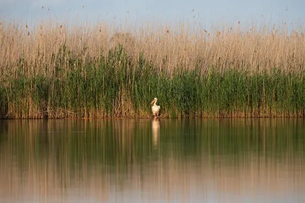 루마니아 다뉴브 델타의 호수에 펠리컨 — 스톡 사진