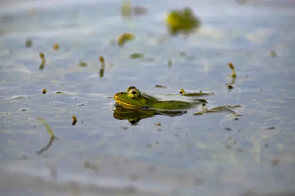 stock image The common Green Frog (Lake Frog or Water Frog) in the water in Danube Delta