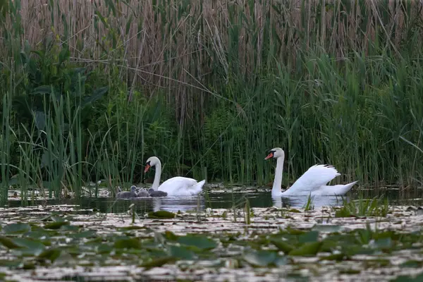 Cisnes Com Cygnets Nadando Lago Danúbio Delta Romênia Imagens De Bancos De Imagens