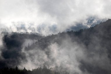 Ormandaki sise sarılmış evanesans atmosferi. Köknar ormanlı sisli dağ manzarası.