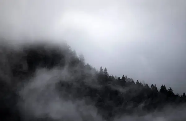 Evaneszkáló Atmoszféra Erdőben Ködbe Burkolózva Ködös Hegyvidéki Táj Fenyőerdővel Stock Fotó