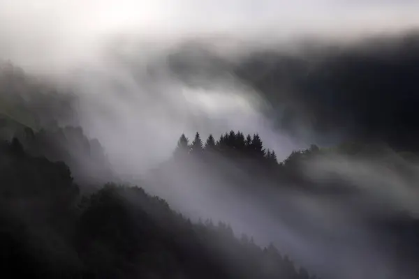 Evaneszkáló Atmoszféra Erdőben Ködbe Burkolózva Ködös Hegyvidéki Táj Fenyőerdővel Stock Kép