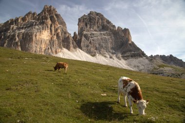 İtalya 'nın Dolomitler bölgesindeki Tre Cime di Lavaredo' da mavi gökyüzünün altında yeşil çimenler altında otlayan inek sürüsü ile Idyllic manzarası.
