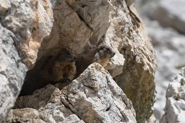 Marmotta Sulle Rocce Nel Parco Nazionale Delle Tre Cime Dolomiti Immagine Stock