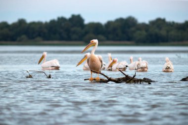 Romanya 'nın Tuna Deltası' ndaki Pelikan kolonisi