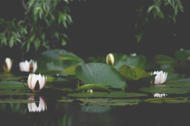 Romanya 'nın Tuna Deltası' nın yüzeyindeki su zambakları