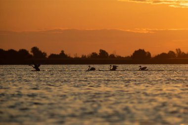 Romanya 'nın Tuna deltasındaki suyun üzerinde uçan Dilsiz Kuğu