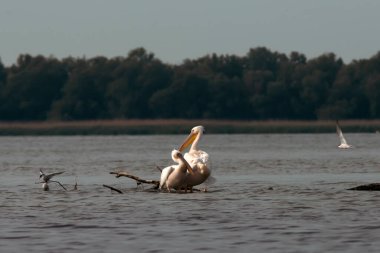 Romanya 'nın Tuna Deltası' ndaki Pelikan kolonisi