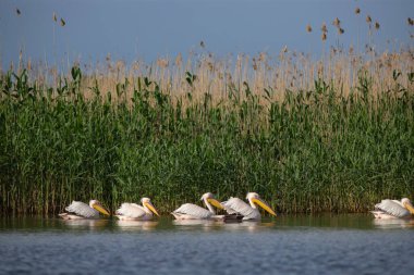 Romanya 'nın Tuna Deltası' ndaki Pelikan kolonisi