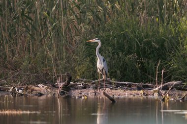 Büyük bir kuş türü olan gri balıkçıl, Tuna Deltası bölgesinde bulunur.