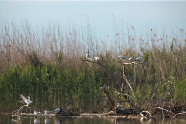 Black-headed Gulls (Chroicocephalus ridibundus) in Danube Delta, Romania clipart