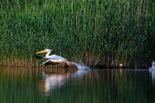 Pelican flying over the lake in Danube Delta, Romania
