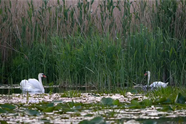 Romanya 'nın Tuna Deltası' ndaki gölde siğilli kuğular yüzüyor