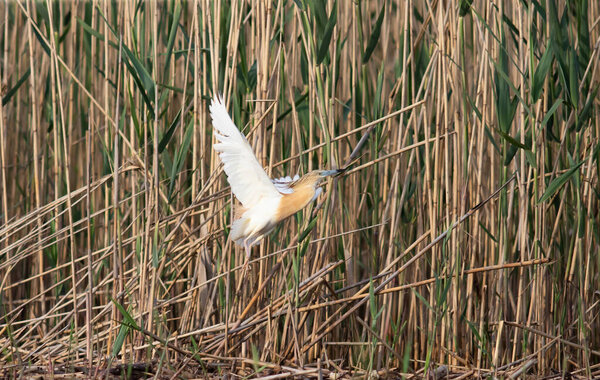 Squacco Heron (Ardeola ralloides) in the Danube delta