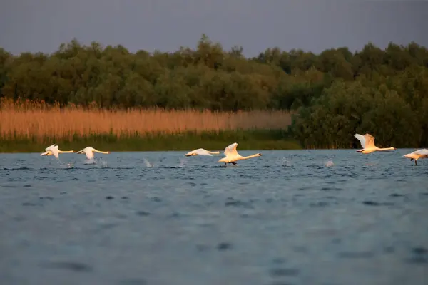 Ztlumení Labutě Letící Nad Vodou Deltě Dunaje Rumunsko Royalty Free Stock Obrázky