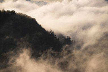 Ormandaki sise sarılmış evanesans atmosferi. Köknar ormanlı sisli dağ manzarası.
