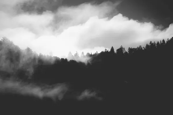 Evanescencyjna Atmosfera Lesie Owinięta Mgłą Mglisty Krajobraz Górski Lasem Jodłowym — Zdjęcie stockowe