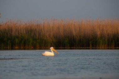 Romanya 'nın Tuna Deltası' nda sihirli turuncu güneş doğuyor