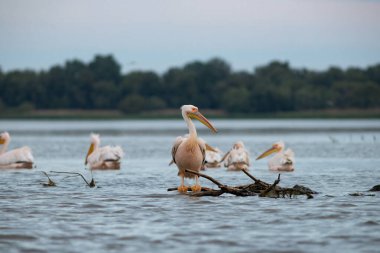 Romanya 'nın Tuna Deltası' ndaki Pelikan kolonisi