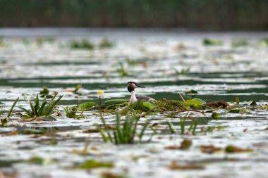 Romanya 'nın Tuna Deltası' nın sularındaki yuvasında oturan büyük ibikli yunus (Podiceps kristali)