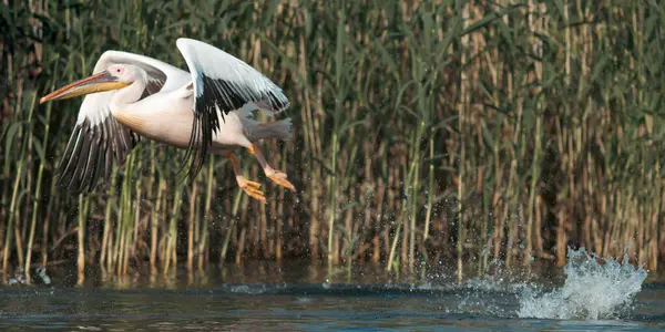 Pelicanos Voando Sobre Lago Danúbio Delta Roménia Imagens De Bancos De Imagens