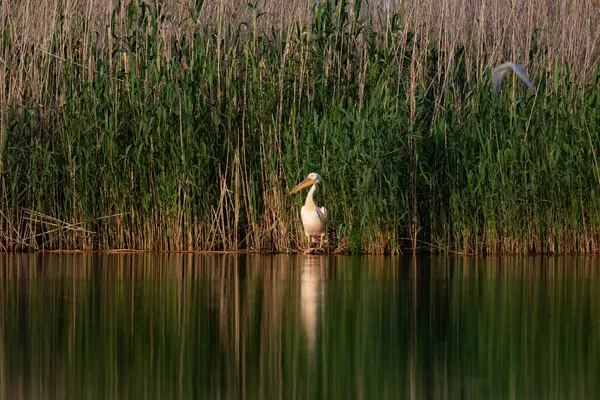 Pelican Sul Lago Nel Delta Del Danubio Romania Foto Stock Royalty Free